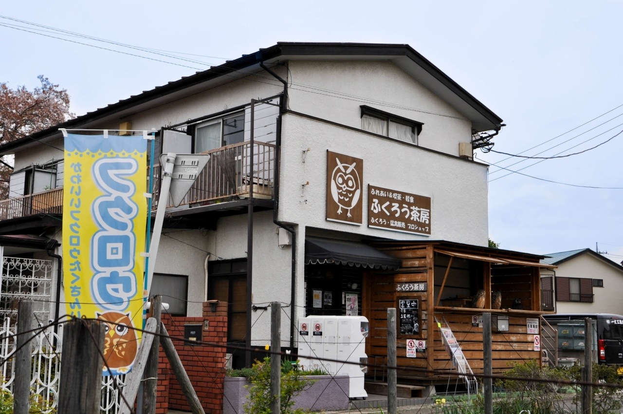 Animal Cafes in Japan | Reflections Enroute