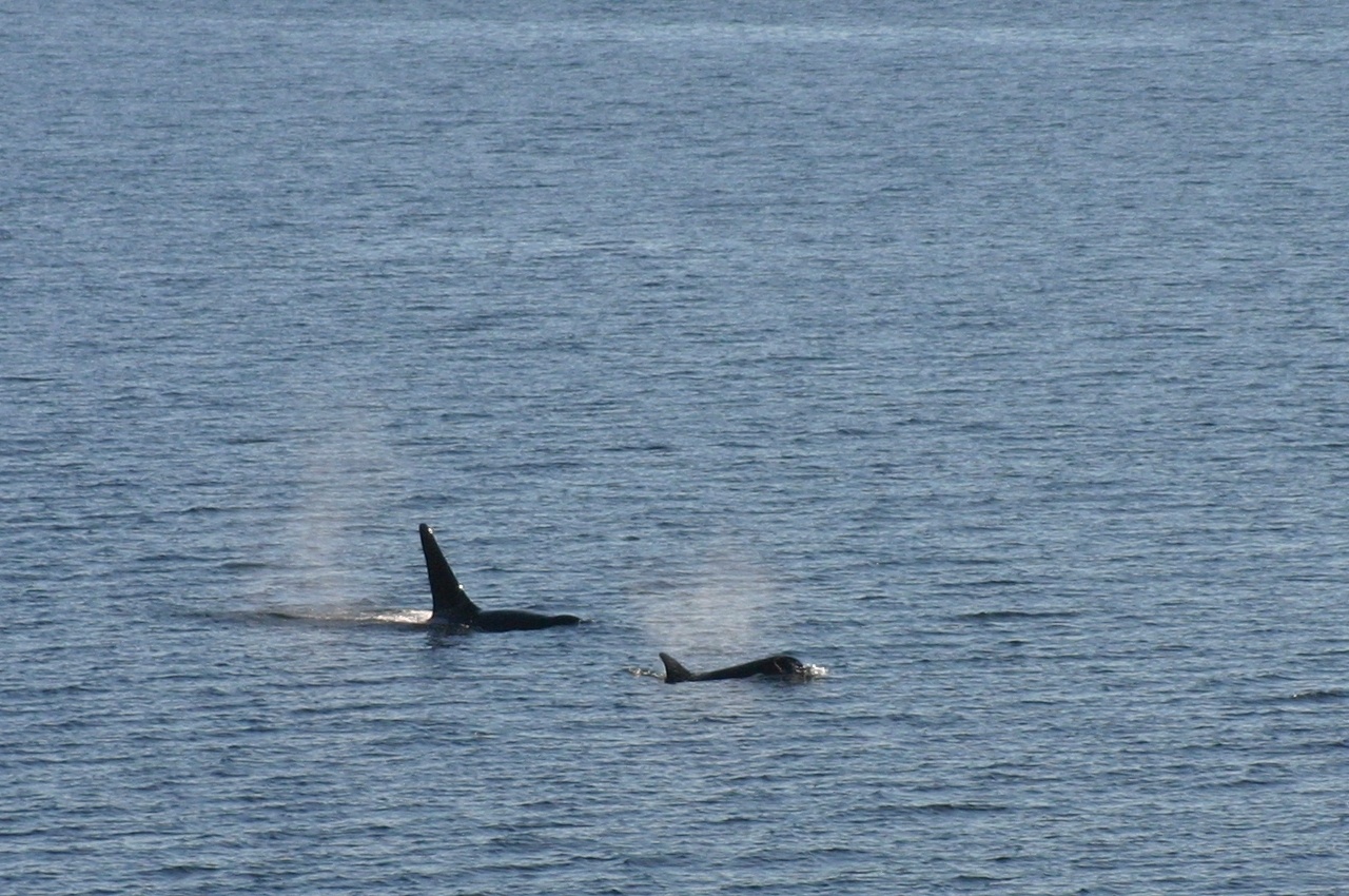 Whale watching off the boat! Orcas!